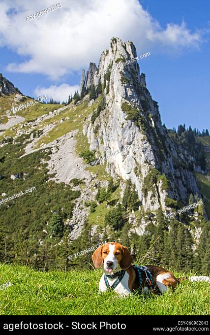 Beagle auf dem Riederecksattel vor dem Gipfel des Plankenstein
