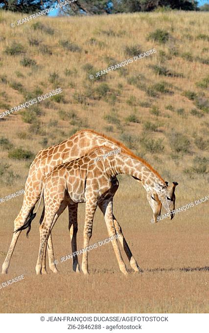 South African giraffes (Giraffa camelopardalis giraffa), two bulls fighting, Kgalagadi Transfrontier Park, Northern Cape, South Africa, Africa