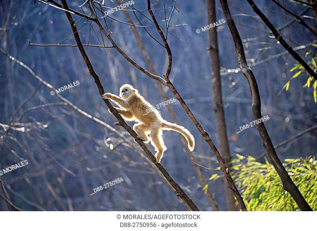 Asia, China, Shaanxi province, Qinling Mountains, Golden Snub-nosed Monkey (Rhinopithecus roxellana), youg playing in the tree