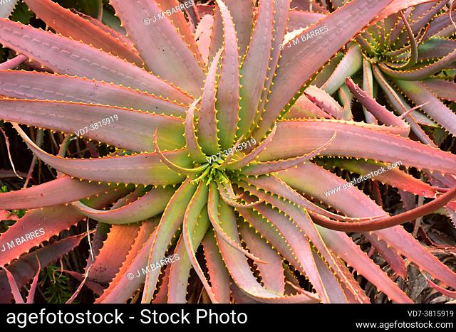 Krantz aloe (Aloe arborescens) is a succulent perennial plant native to southern Africa