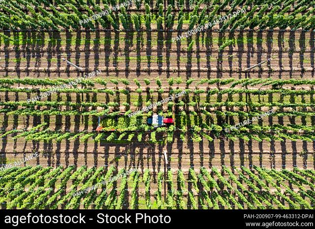07 September 2020, Saxony-Anhalt, Weddegast: A tractor with a tearing machine drives through the rows of the hop garden of the Agrargenossenschaft Baalberge e
