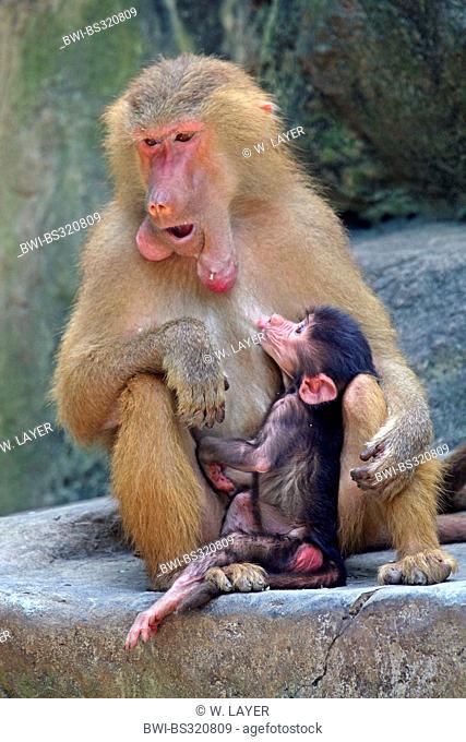 hamadryas baboon, sacred baboon (Papio hamadryas), mother sucking her pup
