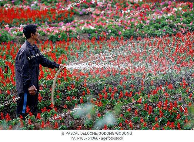 Flower field. Hanoi. Vietnam. | usage worldwide. - Hanoi/Hanoi/Vietnam