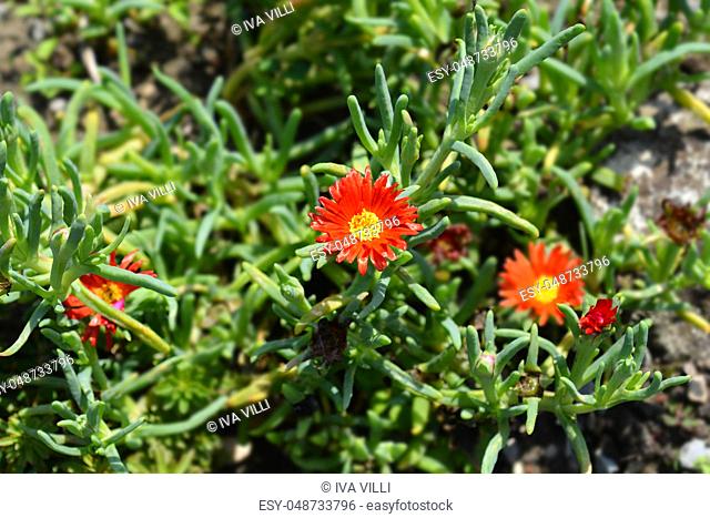 Coppery mesemb - Latin name - Malephora crocea