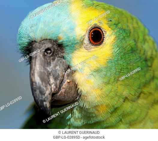 Animal, Parrot, Pantanal, Mato Grosso do Sul, Brazil