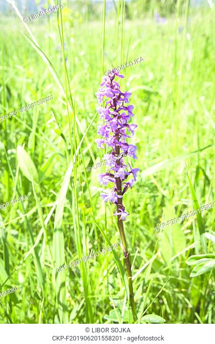 Gymnadenia conopsea, marsh fragrant orchid in the National Nature Reserve Certoryje in the White Carpathians, Zlin Region, Czech Republic, June 2, 2019