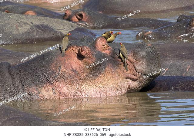 Hippopotamus (Hippopotamus amphibius) with Red-billed Oxpeckers (Buphagus erythrorhynchus), Serengeti National Park, Tanzania