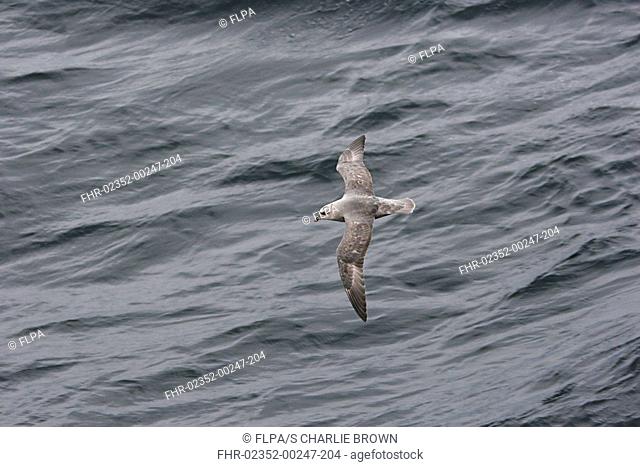 Northern Fulmar Fulmaris glacialis dark form, adult, in flight over sea, Spitsbergen, Svalbard, june