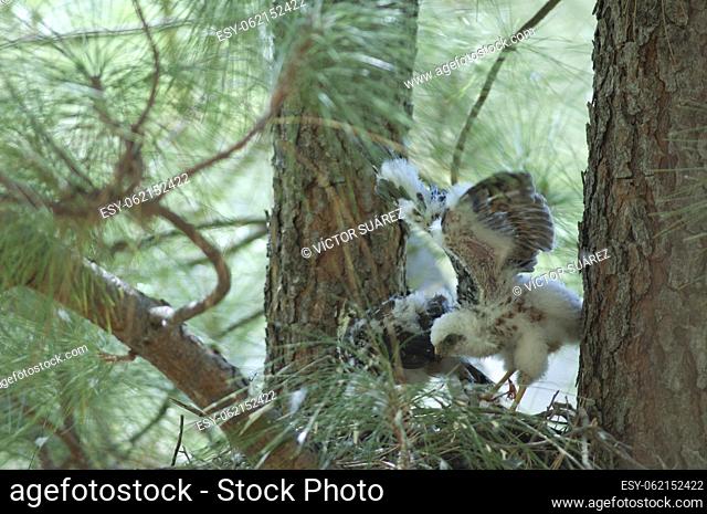 Chicks of Eurasian sparrowhawk (Accipiter nisus granti) in the nest. Integral Natural Reserve of Inagua. Gran Canaria. Canary Islands. Spain