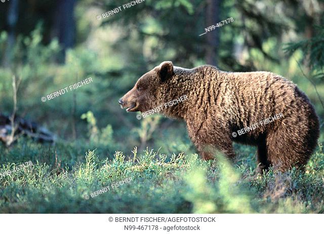 Brown bear (Ursus arctos). Spring. Midsummernight standing in the pine forest of Carelia near the Russian border. Finland
