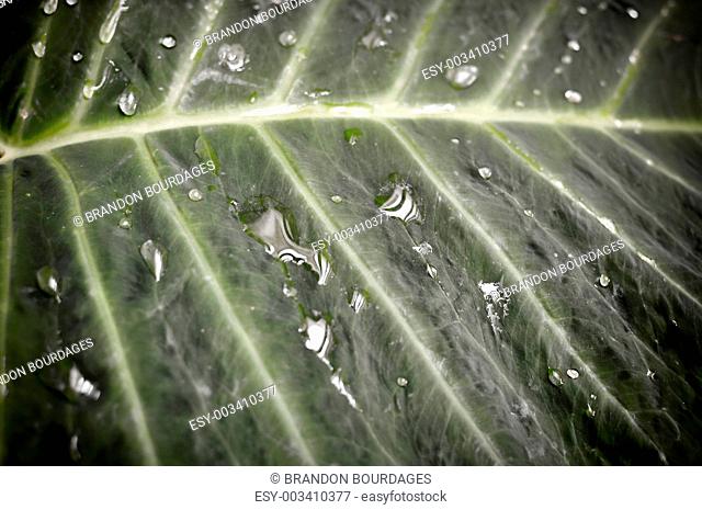 Waterdrop Leaf used as background