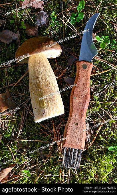 02 October 2021, Brandenburg, Kersdorf: A special mushroom knife lies on the forest floor next to a chestnut bolete. The chestnut boletus