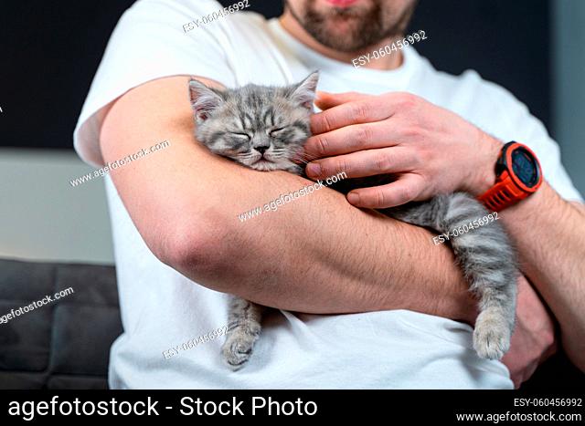 Scottish straight-eared gray kitten sleeps in arms of owner of house. Thoroughbred cute little British cat falls asleep in hands of young man