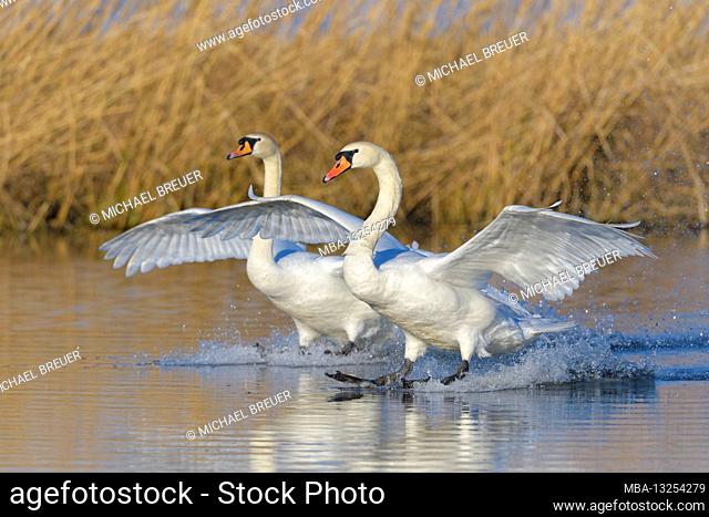 Landing Mute Swans (Cygnus olor) on a lake, March, Hesse, Germany