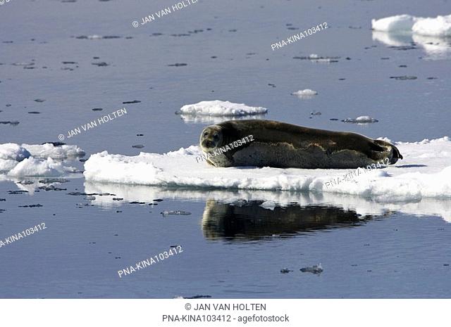 Bearded Seal Erignathus barbatus - Spitsbergen, Svalbard, Europe