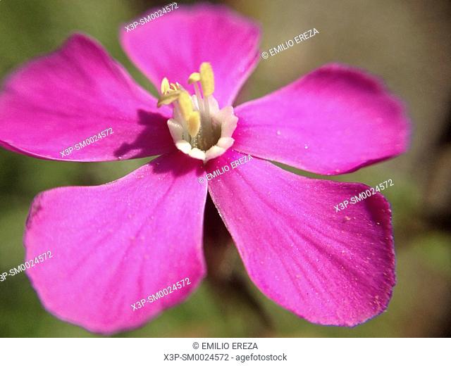 Macro of Silene flower