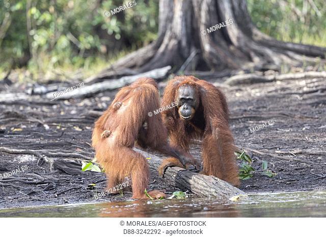 Asia, Indonesia, Borneo, Tanjung Puting National Park, Bornean orangutan (Pongo pygmaeus pygmaeus), Adult female with a baby near by the water of Sekonyer river