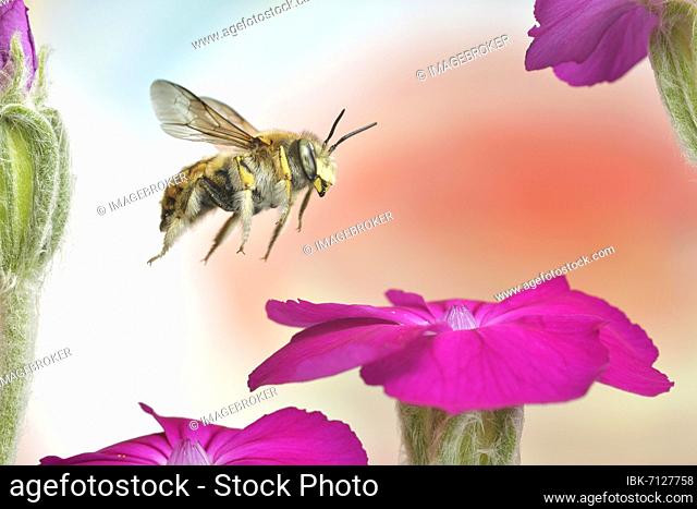 European wool carder bee (Anthidium manicatum) in flight at the flower of a rose campion (Silene coronaria), Germany, Europe