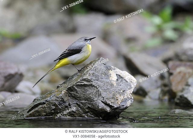 Pretty Grey Wagtail ( Motacilla cinerea ) perched on a stone in a creek, in its natural habitat, wildlife, Europe