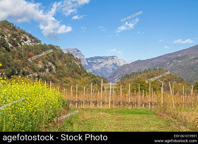 Rapsfelder und Weinberge bestimmen das Landschaftsbild im Val Cavedine
