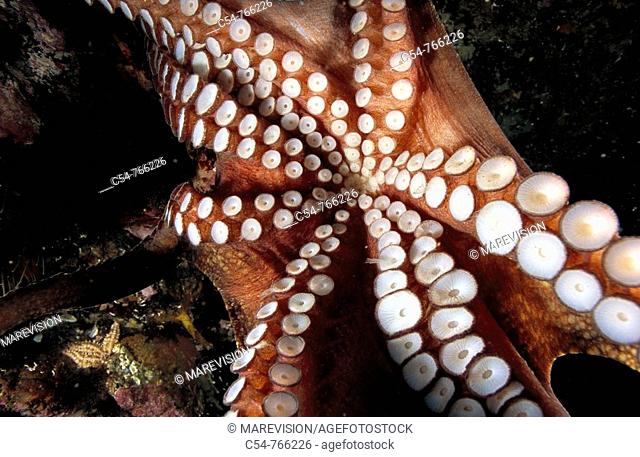 Eastern Atlantic Galicia Spain Octopus Octopus vulgaris, detail of the suckers