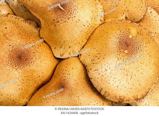 Honey Fungus Armelleria mellea, detailed study of caps, Lower Saxony, Germany