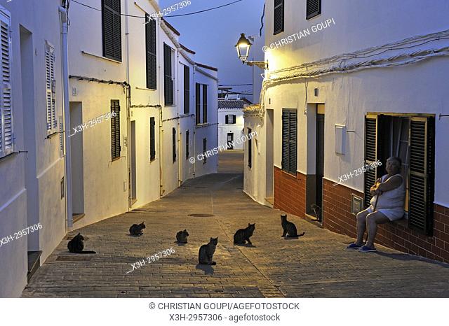 cats in the Carrer d'es Moli (Mill's street), village of Fornells, Menorca, Balearic Islands, Spain, Europe