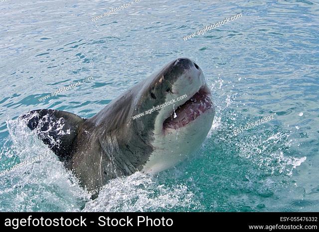 Great White Shark, Carcharodon carcharias, Gansbaai, Western Cape, South Africa, Africa