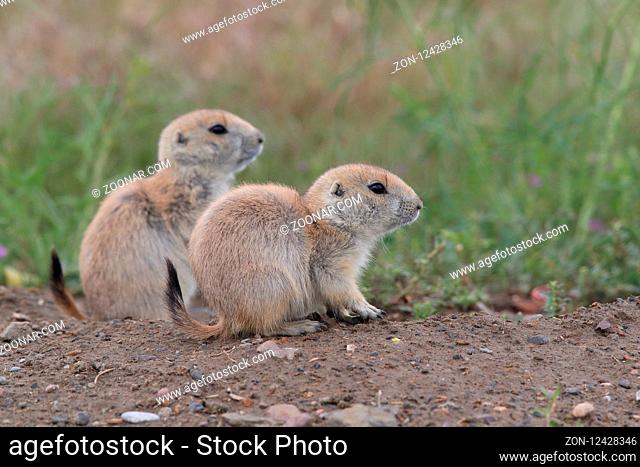 Black Tailed Prairie Dog, First Peoples Buffalo Jump State Park Montana