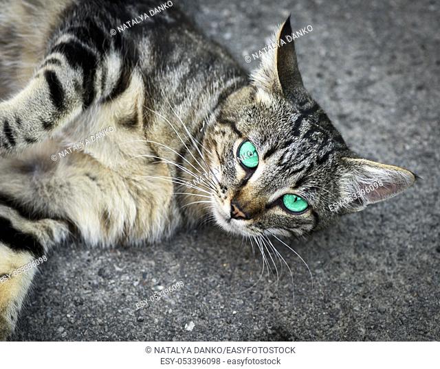 young striped gray cat with green eyes lies on the gray asphalt, close up