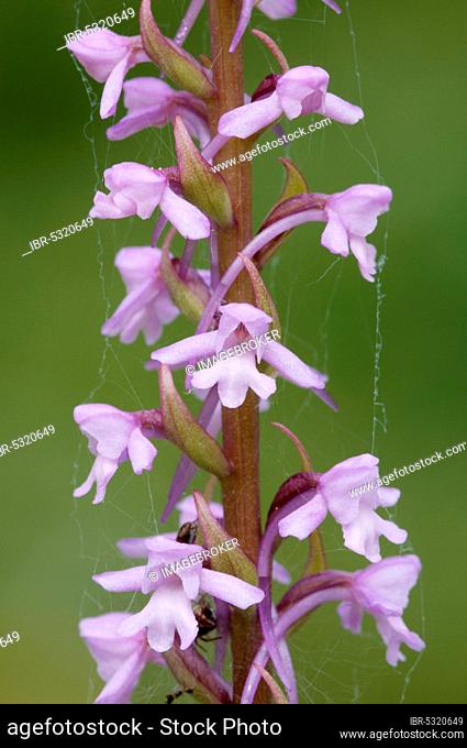 Fragrant orchid (Gymnadenia conopsea), Berchtesgaden National Park, fragrant orchid, Germany, Europe