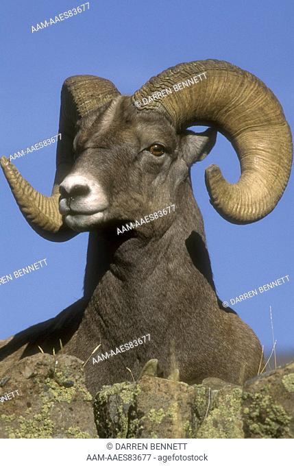 Bighorn Sheep Ram (Ovis canadensis) Wyoming, Yellowstone Natl Park