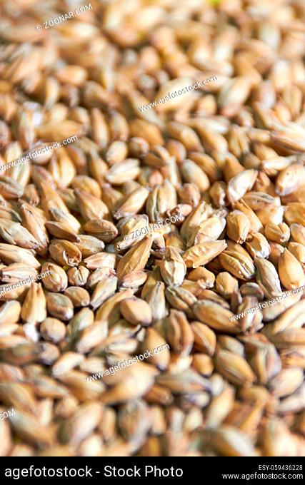 Golden ripe barley grains for planting close background texture