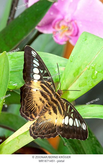 spotted butterfly