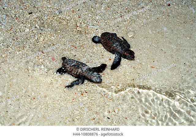 action, Baby Hawksbill Turle runs on the beach to the see, beach, Borneo, diving, egg, endangered species, Eretmoche