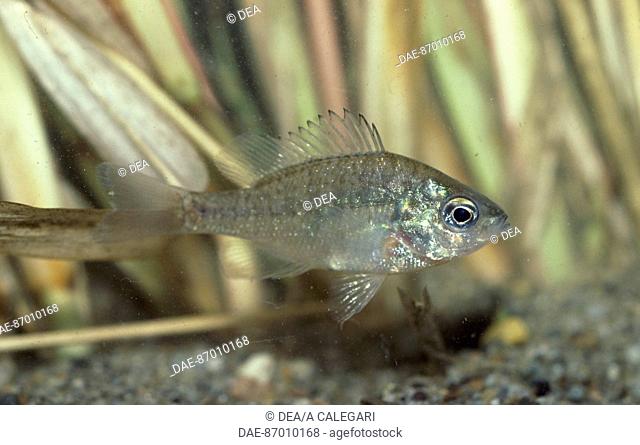 Sunfish (Eupomotis gibbosus), Centrarchidae