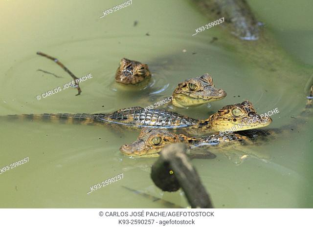 crias pequeñas de caiman (Caiman crocodilus). Parque Nacional de Corcovado, Peninsula de Osa, Costa Rica