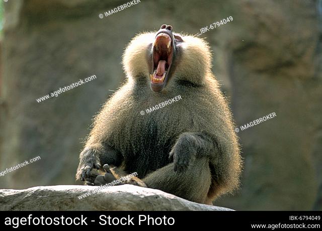(Hamadryas) baboon, Hamadryas baboon (Papio hamadryas) Papio hamadryas