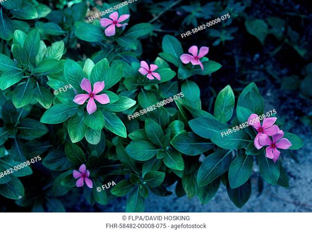 Madagascar Periwinkle Catharanthus roseus Cousin is Seychelles S