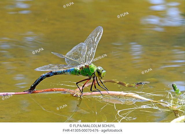 Emperor Dragonfly Anax imperator adult female, laying eggs in vegetation at water surface, Oxfordshire, England, august