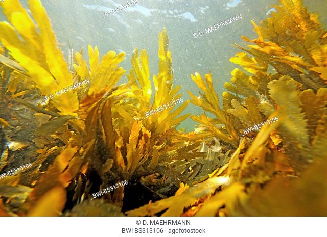 black wrack, toothed wrack, serrated wrack (Fucus serratus), under water, France, Brittany