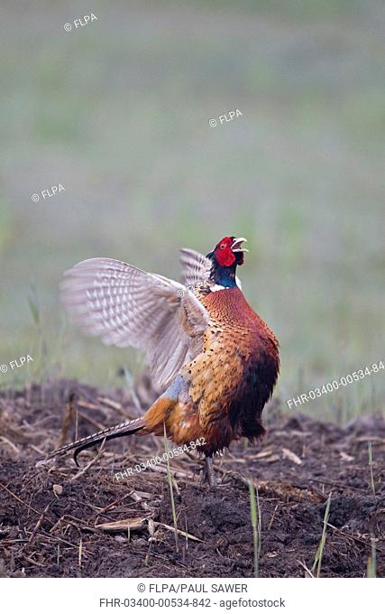 Common Pheasant Phasianus colchicus adult male, calling and flapping wings in territorial display, Minsmere RSPB Reserve, Suffolk, England, april