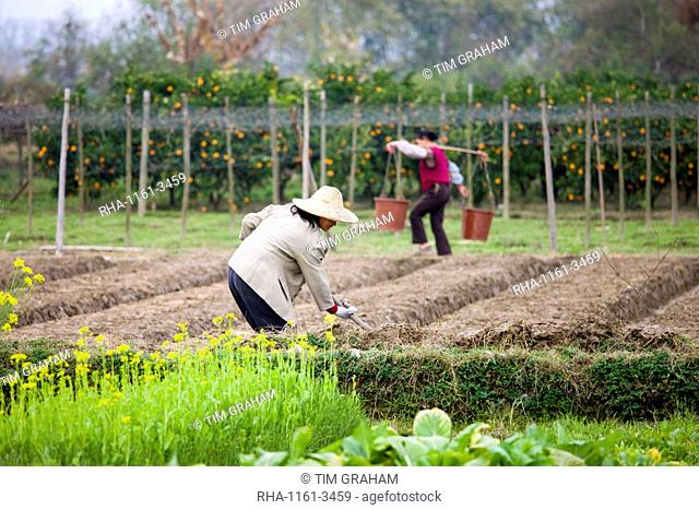 Women working at a tree plantation at Zhong Yong near Guilin, China