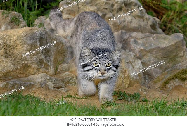 Pallas's Cat Felis manul adult walking, summer coat