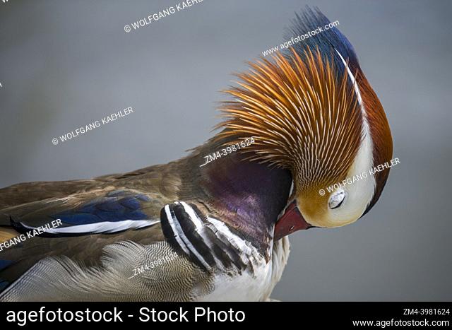 Close-up of an adult male mandarin duck (Aix galericulata) preening its feathers at Marina Park in Kirkland, Washington State, United States