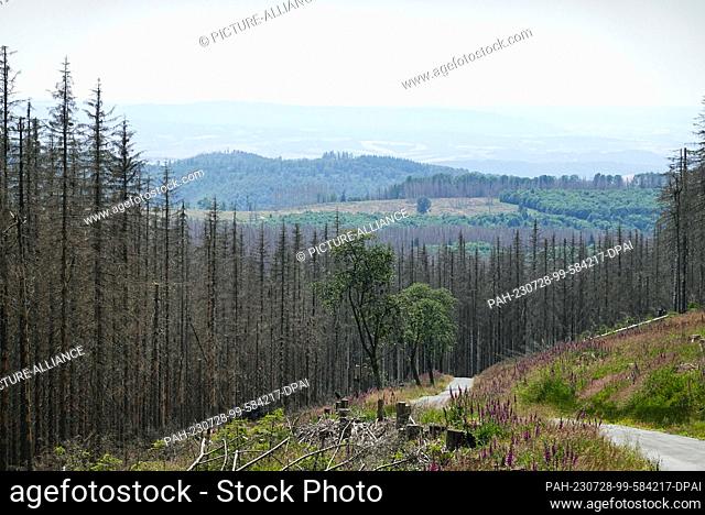 08 July 2023, Lower Saxony, Herzberg/Ot Lonau: Dead spruces next to a hiking trail from Hanskühnenburg downhill to Lonau in the Harz National Park