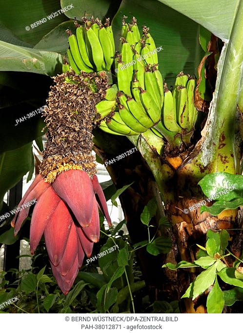 An edible 'Musa paradisiaca' banana grows in the tropical house of the Loki Schmidt Greenhouses of Rostock University in Rostock, Germany, 08 March 2013