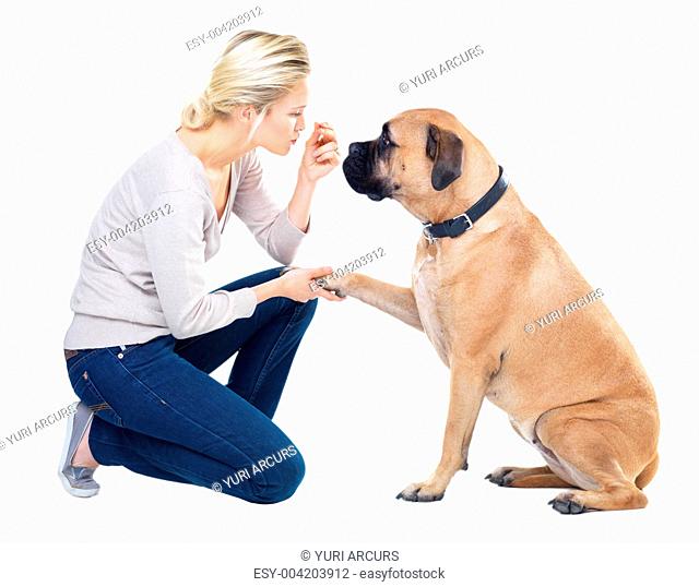 Pretty young woman teaching her dog how to give her his paw using a treat - isolated on white