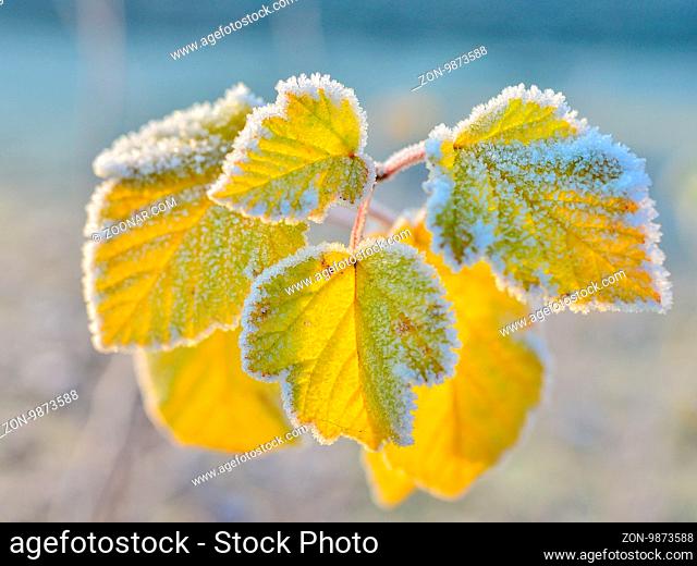 Frozen autumn leaves - close up - shallow depth of field