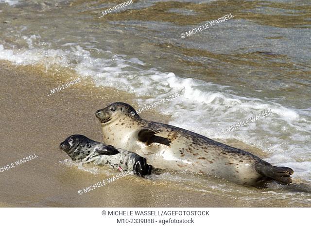 A mom and baby pup Harbor Seals in La Jolla, California, USA